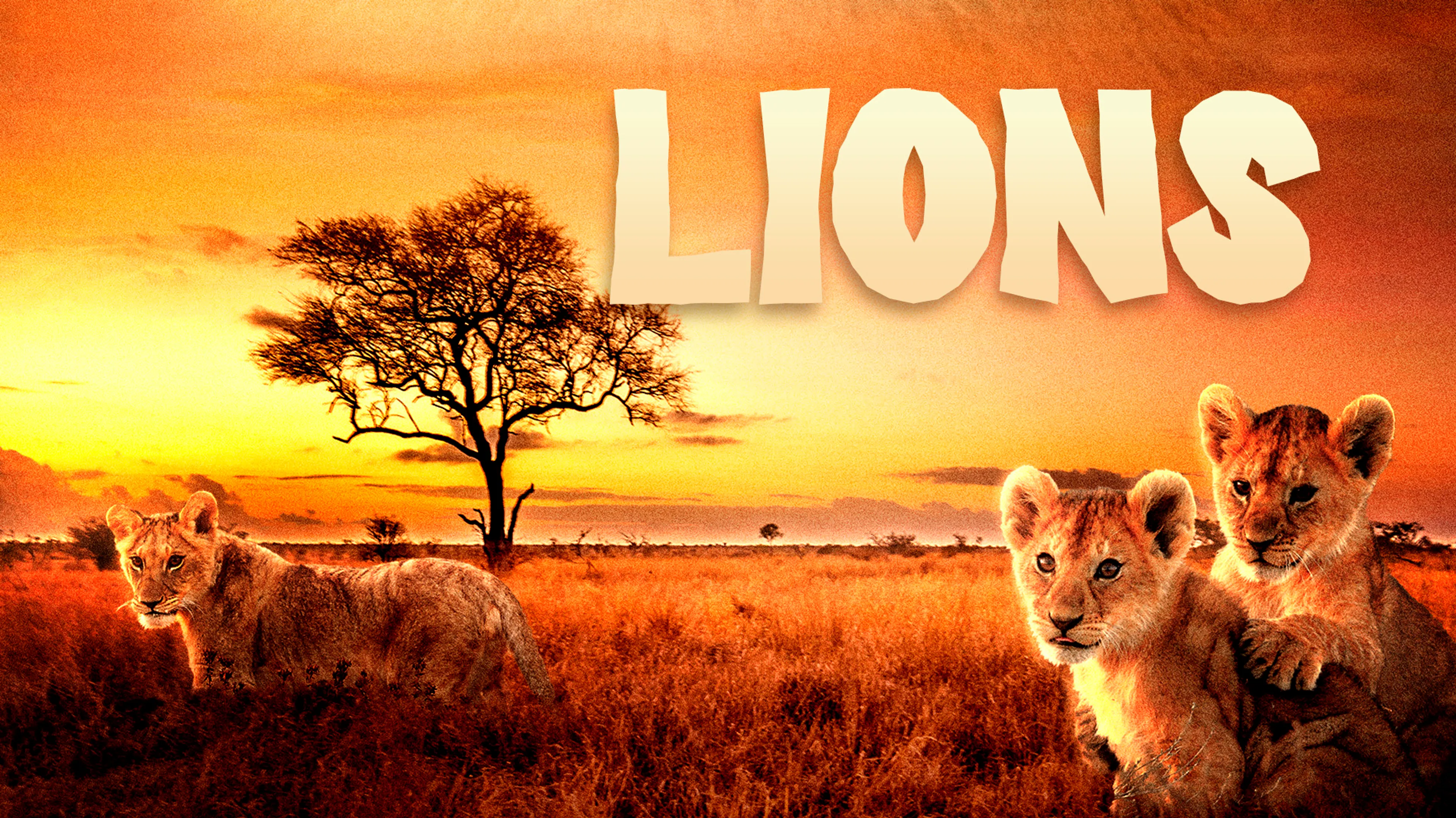 Lions poster